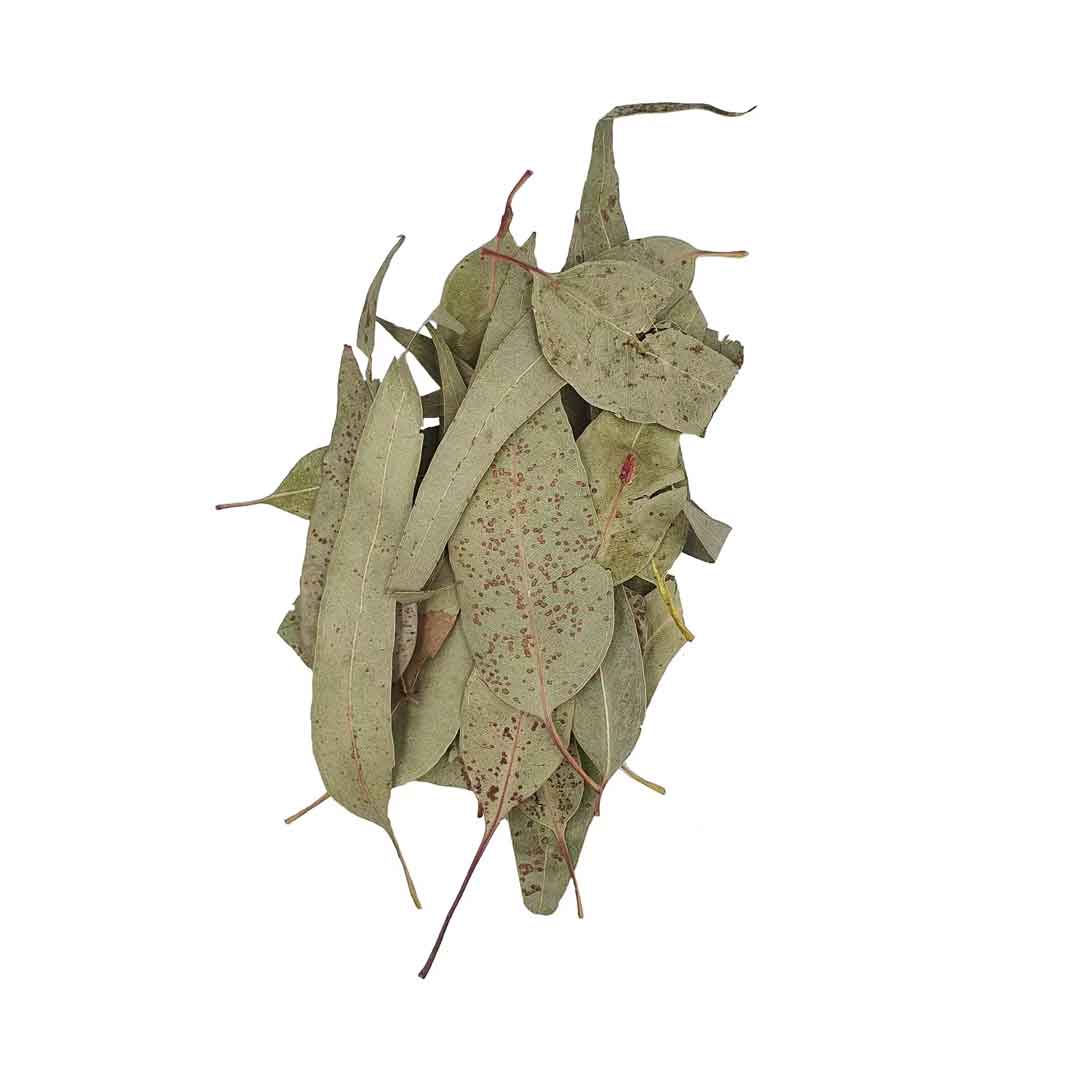 Eucalyptus Leaves – Dried Eucalyptus Globulus Leaves