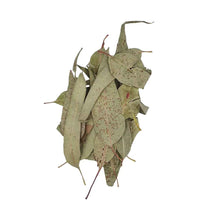 Eucalyptus Leaves – Dried Eucalyptus Globulus Leaves