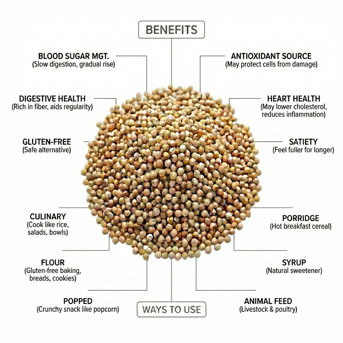 Premium Whole Grain Sorghum Seeds ~ ذرة رفيعة