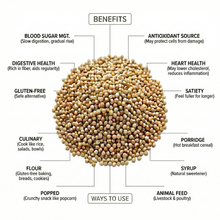 Premium Whole Grain Sorghum Seeds ~ ذرة رفيعة